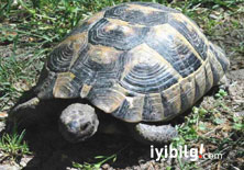 Bu kaplumbağa 75 milyon yaşında