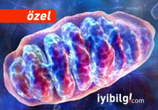 Koenzim Q10 gerçeği ve statinler