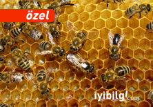Bal ve arı ürünlerini doğru kullanma rehberi