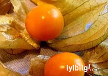 Ba�bakan'�n sa�l�k s�rr�: Alt�n �ilek  
