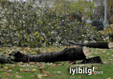 Yalova'da ağaç katliamı